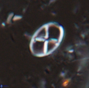 Neococcolithes leptostauros 25775