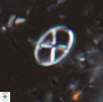 Neococcolithes leptostauros 25775