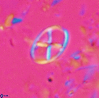 Neococcolithes leptostauros 25776