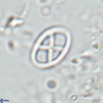 Neococcolithes leptostauros 25777