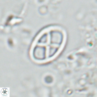 Neococcolithes leptostauros 25777