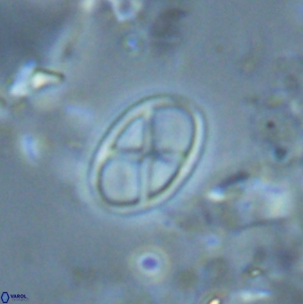 Neococcolithes leptostauros 25778