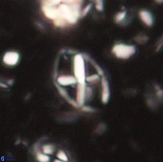 Neococcolithes leptostauros 59942