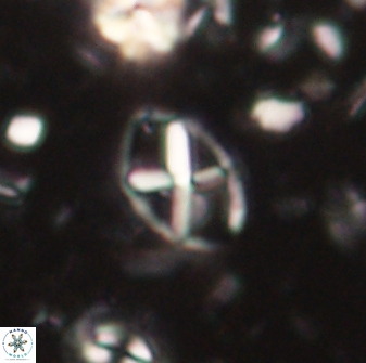 Neococcolithes leptostauros 59942