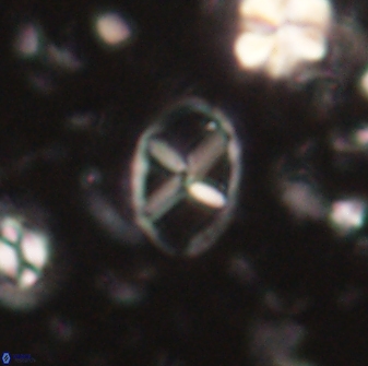 Neococcolithes leptostauros 59943