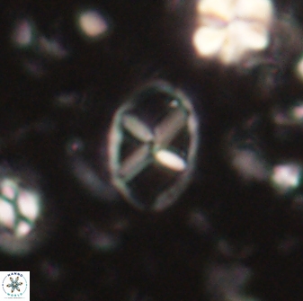 Neococcolithes leptostauros 59943