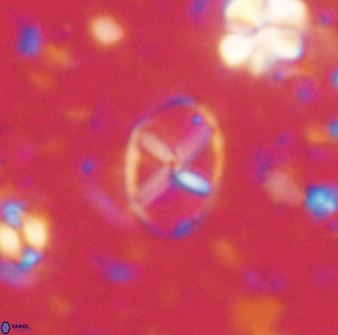 Neococcolithes leptostauros 59944