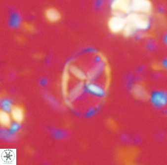 Neococcolithes leptostauros 59944