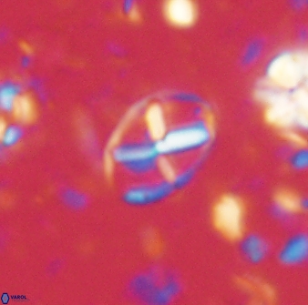 Neococcolithes leptostauros 59945