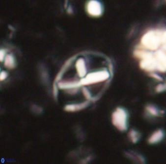 Neococcolithes leptostauros 59946