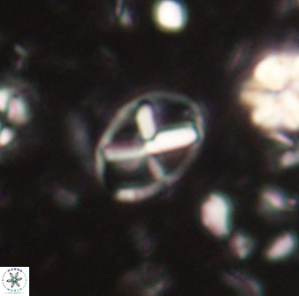 Neococcolithes leptostauros 59946