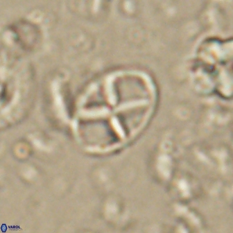 Neococcolithes leptostauros 59947