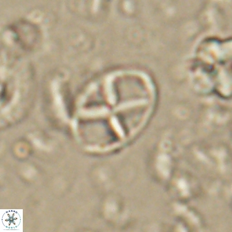 Neococcolithes leptostauros 59947