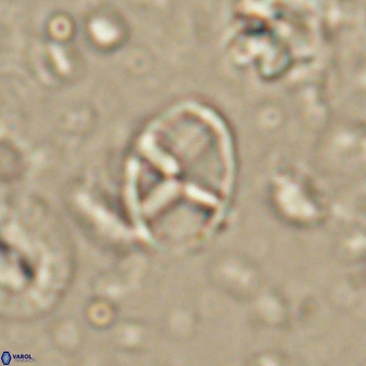 Neococcolithes leptostauros 59948