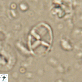 Neococcolithes leptostauros 59948