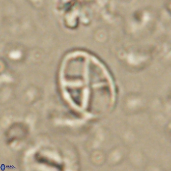 Neococcolithes leptostauros 59949