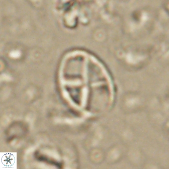 Neococcolithes leptostauros 59949