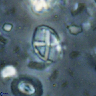 Neococcolithes leptostauros 59950