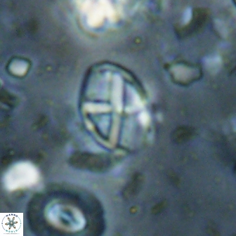 Neococcolithes leptostauros 59950