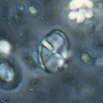 Neococcolithes leptostauros 59951
