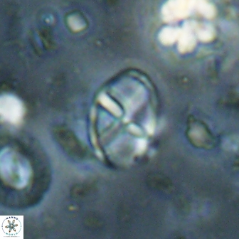 Neococcolithes leptostauros 59951