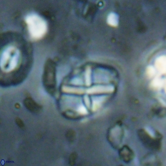 Neococcolithes leptostauros 59952