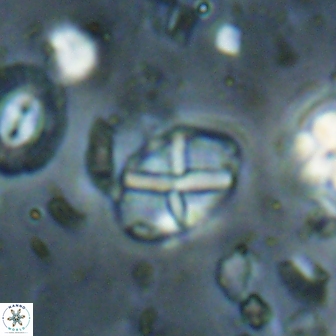 Neococcolithes leptostauros 59952