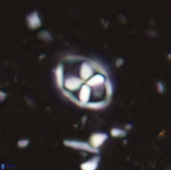 Neococcolithes protenus 43411