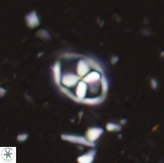 Neococcolithes protenus 43411