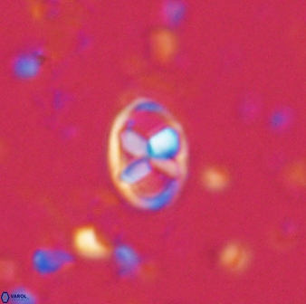 Neococcolithes protenus 43413
