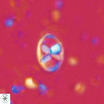 Neococcolithes protenus 43413