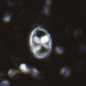 Neococcolithes protenus 43414