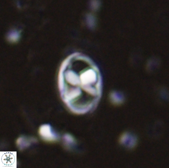 Neococcolithes protenus 43414