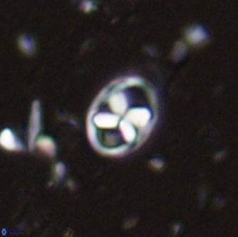 Neococcolithes protenus 43415