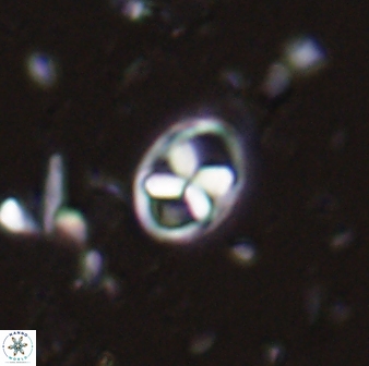 Neococcolithes protenus 43415