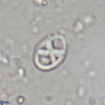 Neococcolithes protenus 43417