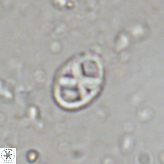 Neococcolithes protenus 43417