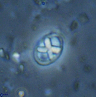 Neococcolithes protenus 43418