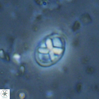 Neococcolithes protenus 43418