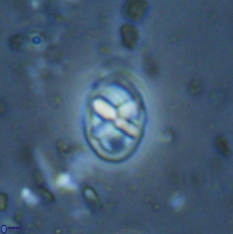 Neococcolithes protenus 43419