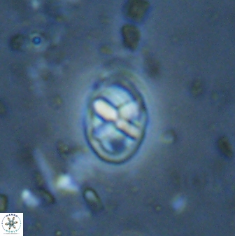 Neococcolithes protenus 43419