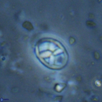 Neococcolithes protenus 43420