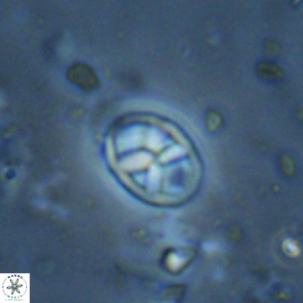 Neococcolithes protenus 43420
