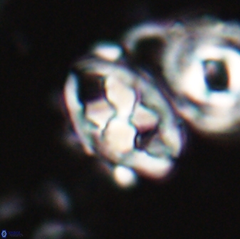 Neococcolithes protenus 22600