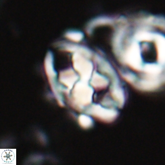 Neococcolithes protenus 22600