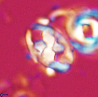 Neococcolithes protenus 22601