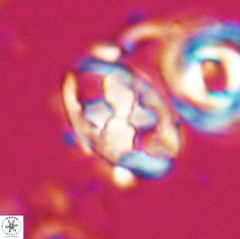 Neococcolithes protenus 22601