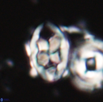 Neococcolithes protenus 22603