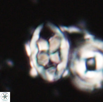 Neococcolithes protenus 22603