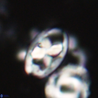 Neococcolithes protenus 22604